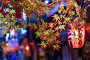 夜明かりがともる焼鳥屋の提灯の手前のもみじ